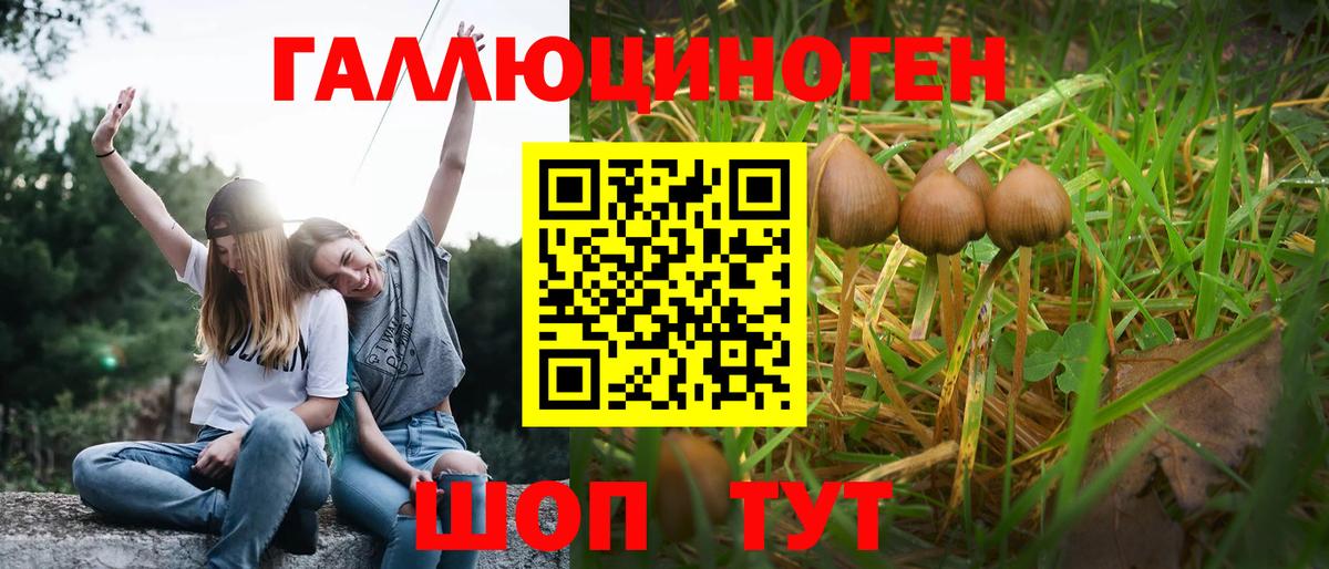 Каменка  Псилоцибиновые грибы GOLDEN TEACHER  Вход с VPN  Псилоцибиновые грибы GOLDEN TEACHER 
